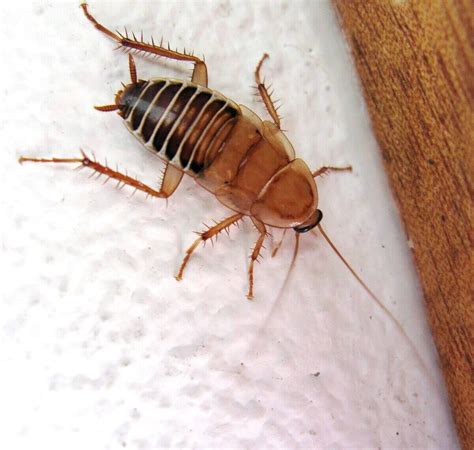 Cockroaches in house. Things To Know About Cockroaches in house. 